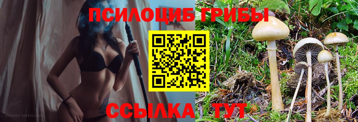 Псилоцибиновые грибы Psilocybe  купить наркотики сайты  Искитим  Псилоцибиновые грибы мицелий  Вход с VPN 
